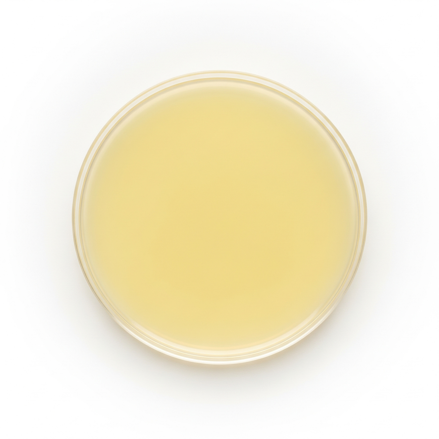 Yeast & Mold Agar 10/PK
