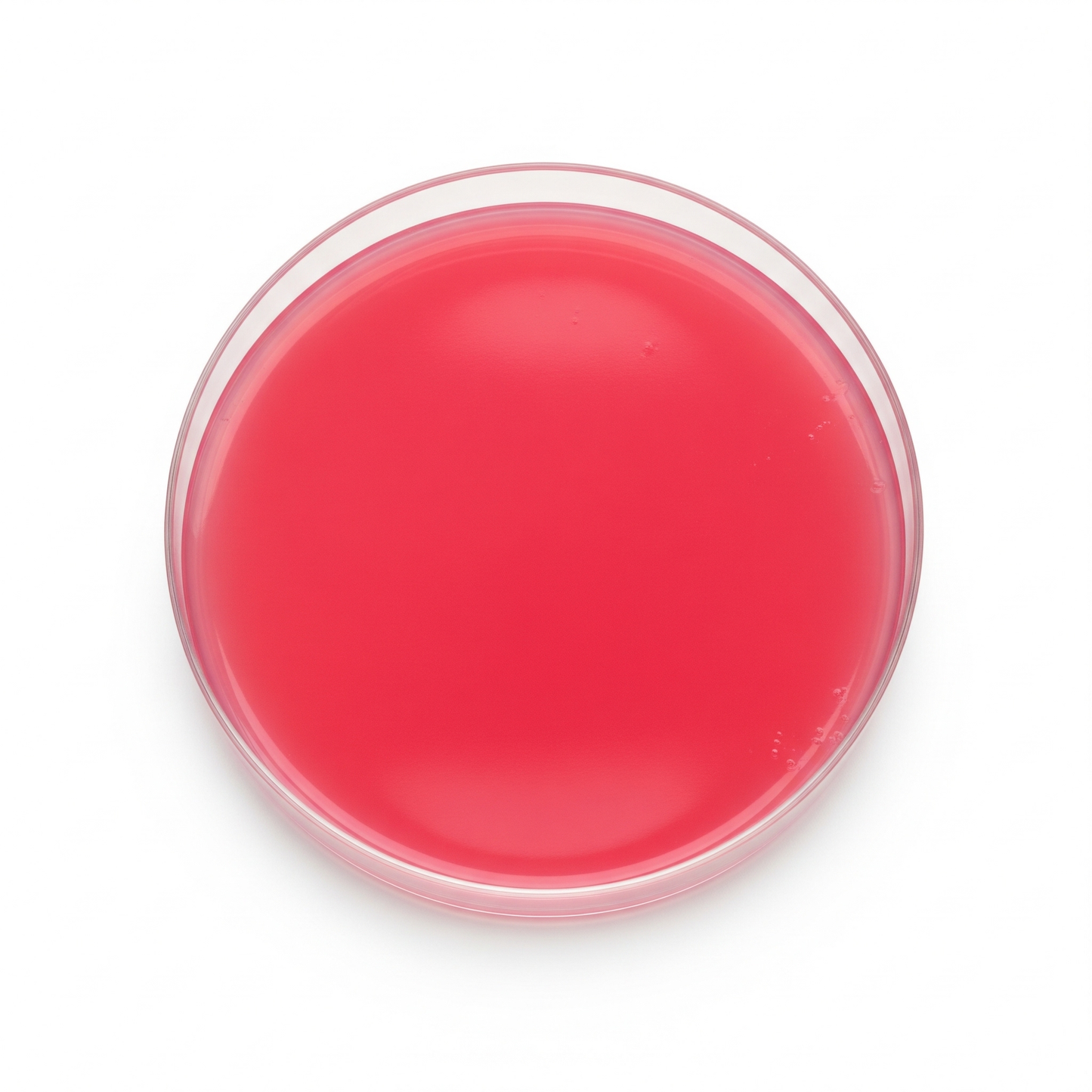 Macconkey Agar Plate 10/pk